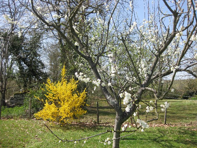 Acazia en bloeiende pruimenboom.jpg Acazia en bloeiende pruimenboom.jpg