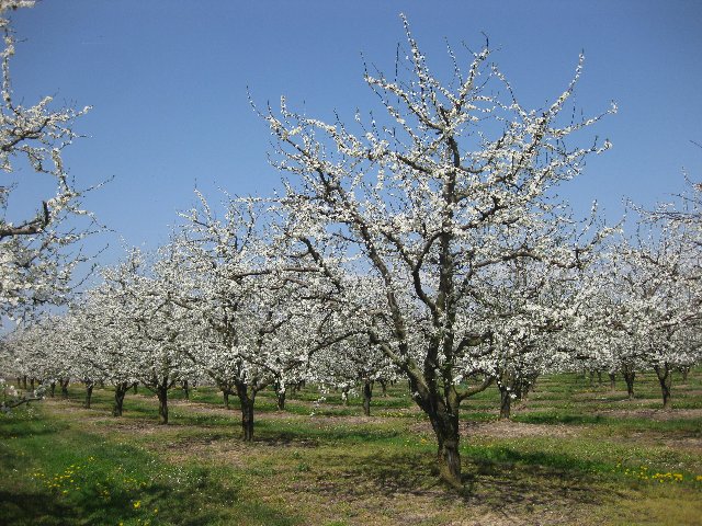 Bloesems Lamouliere.jpg Bloesems Lamouliere.jpg