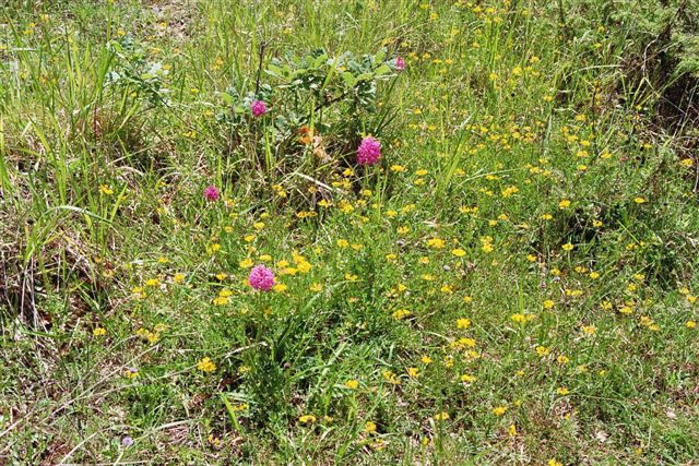 Orchideën bij Hauts de Riquets.jpg Orchideën bij Hauts de Riquets.jpg