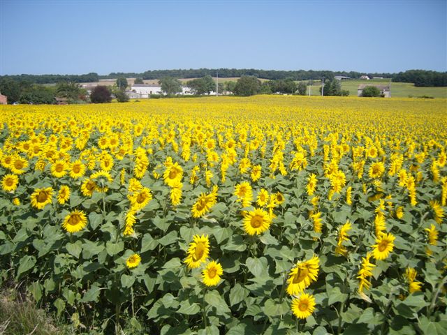 Veld met zonnebloemen.jpg Veld met zonnebloemen.jpg